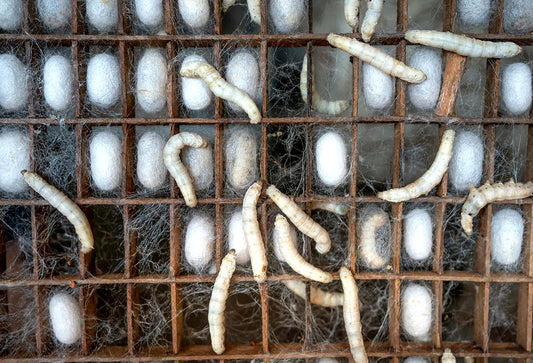 How Silk is Made?
